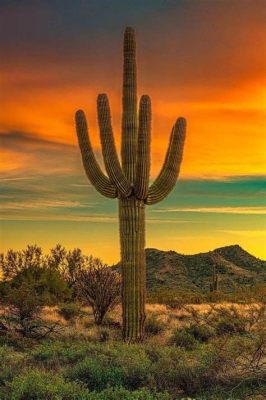  Zen and the Art of Cactus Gardening: Cultivating Tranquility and Desert Beauty